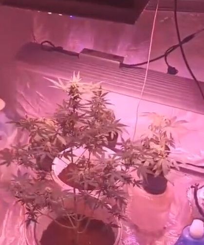 Evdeki 'kenevir serası'na jandarma baskını; 2 gözaltı