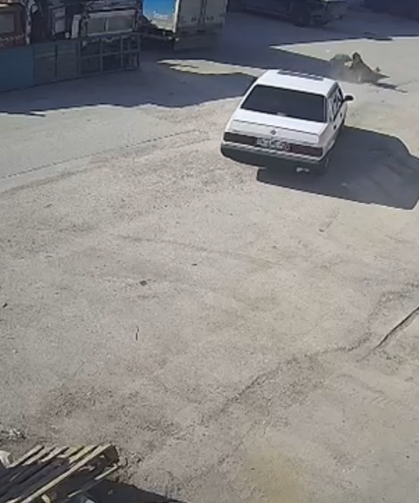 Yerde yatan köpek, otomobilin altında kaldı