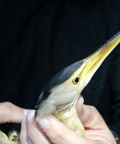 Dersteki teori bahçede pratiğe dönüştü; nesli tükenme tehlikesindeki kuşa öğrenci şefkati