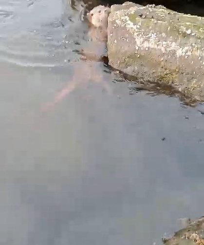 Su samuru oltaya takılan balığı yakalayıp kaçtı