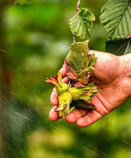 Doğu Karadeniz'den ilk 4 ayda 678 milyon dolarlık ihracat