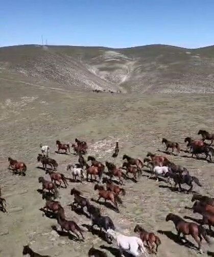 Yaylada koşturan yılkı atları dron kamerasında
