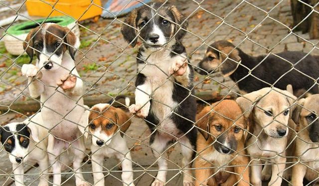 'Sahipsiz Hayvanların Yüzde 75’i Toplandı'