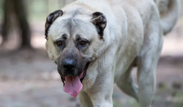 Samsun'da Sahipli Köpeğin Saldırısına Uğrayan Kişi Yaralandı