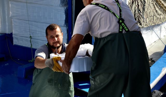 Sinop'ta Bir Gecede Binlerce Kasa Palamut Avlandı