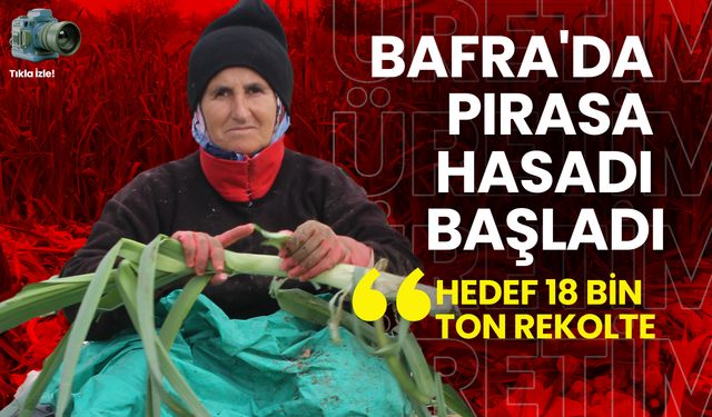 Samsun'un Bafra İlçesinde Pırasa Hasadı Başladı