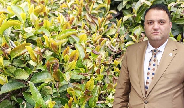 Zirai Don Fındıktan Sonra Çayı da Vurdu: Rekolte Düşebilir