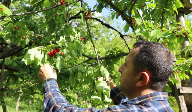 Oltu'da 'misafir kirazı'nda hasat zamanı