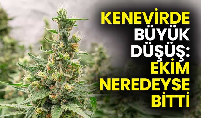 Kenevirde Büyük Düşüş: Ekim Neredeyse Bitti