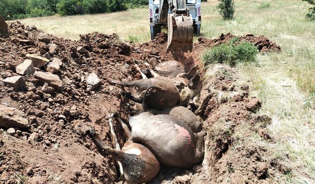 Giresun'da ahırda çıkan yangında 9 büyükbaş öldü