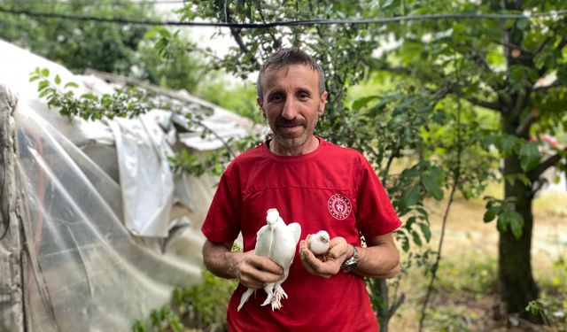 Tavuk yumurtasının üzerine kuluçkaya yatan güvercin, çıkan civcivi sahiplendi