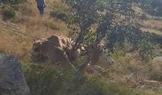 Artvin'de kayalıklara düşen inek AFAD ekipleri tarafından kurtarıldı