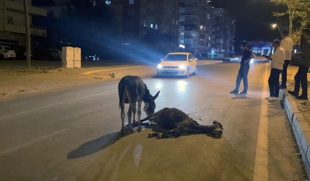 Otomobilin çarptığı eşek öldü, yavrusu başından ayrılmadı