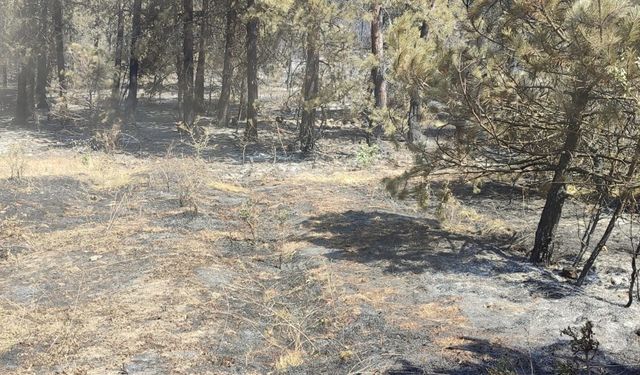 Sinop'taki orman yangını kontrol altına alındı (2)