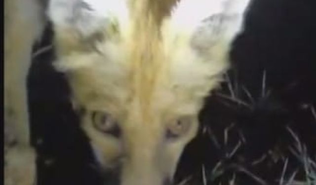 Tilkiyi eliyle besledi