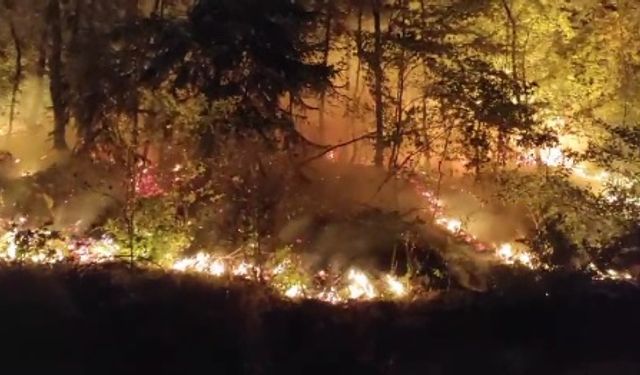 Düzce Yığılca'da orman yangını; 2 saatte kontrol altında