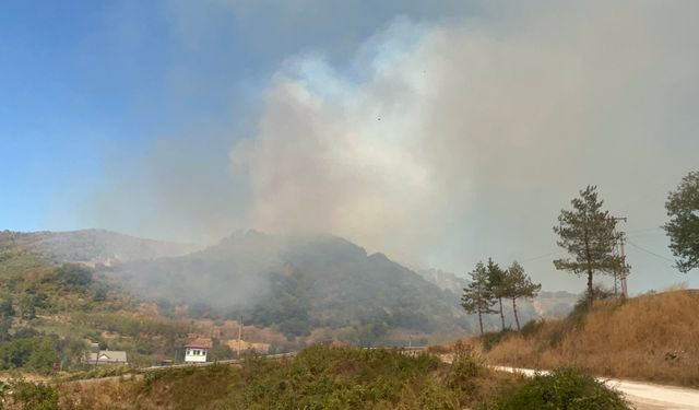 Düzce'de orman yangını