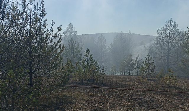 Kastamonu'da orman yangınında 10 dönüm alan zarar gördü