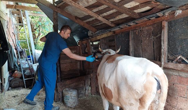 Kastamonu'da ‘şap' nedeniyle 69 köye hayvan giriş- çıkışı yasaklandı