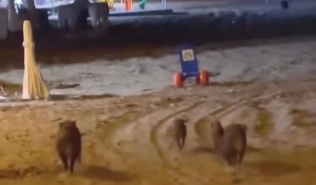 Yaban domuzları sahile indi