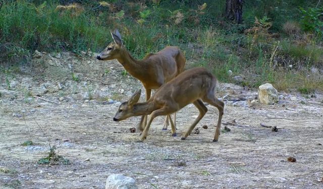 Yavrularıyla gezen boz ayı ve karacalar fotokapanda
