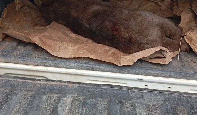 Ağaca çıkan yavru ayı mahsur kaldı