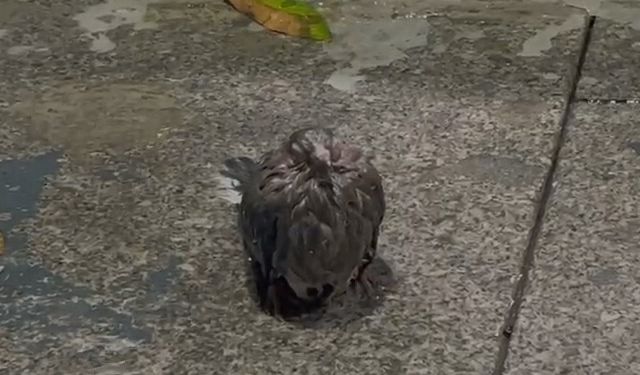 Çanakkale'de dolu etkili oldu