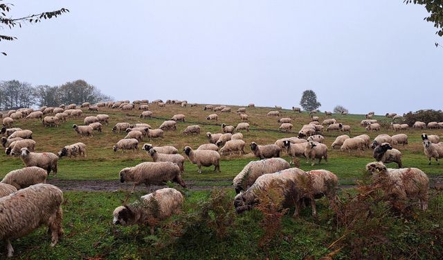 Eşini kaybettikten sonra oğluyla birlikte çobanlık yapıyor