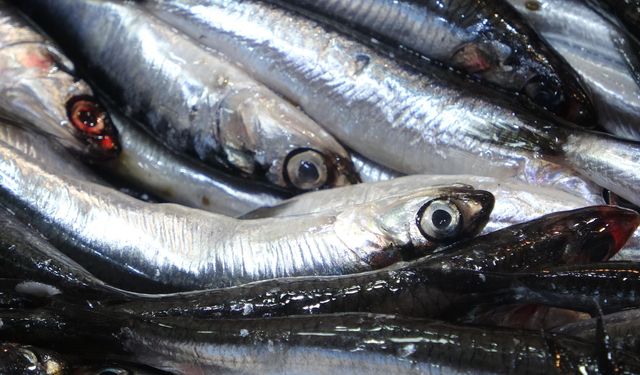 Karadeniz'de hamsi popülasyonu yoğun