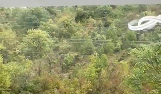 Kent merkezine kadar inen kurtlar kamerada