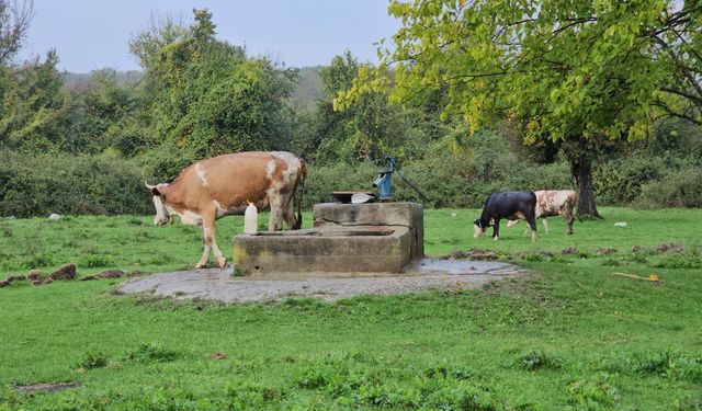 Kuyuda cesedi bulunan Hasret'in cinayet şüphelisi 5 kişinin katili çıktı