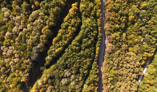 Sonbahar renkleri ormanlarda eşsiz manzara oluşturdu