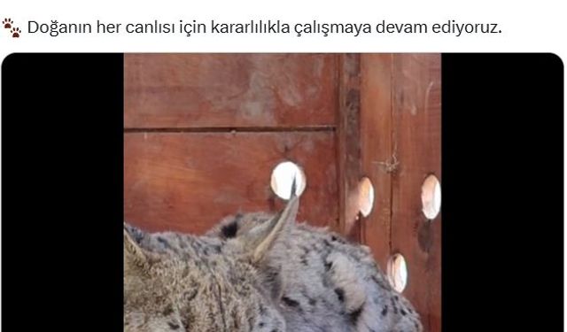 Su kanalına düşen vaşak kurtarılıp, bakıma alındı