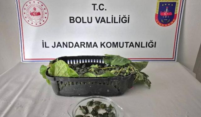 Yolcu otobüsünde ülkeye sokulması yasak olan 500 su kaplumbağası ele geçirildi