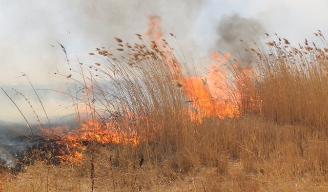 Yüksekova'da Nehil Sazlığı'nda yangın