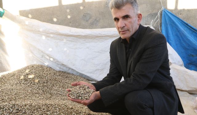 Yüksekova'dan Irak'a 'kenger çekirdeği' ihraç ediyor
