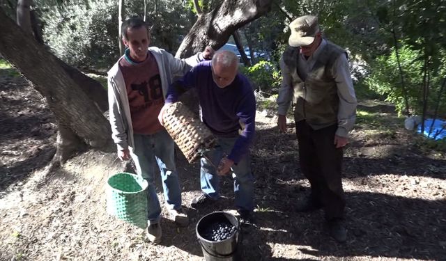 Artvin'in ödüllü ‘Butko' zeytininde hasat sürüyor