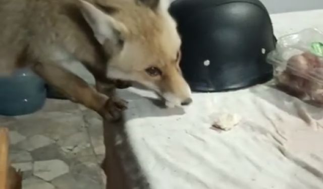 Bağ evinin bahçesine giren tilkileri besledi