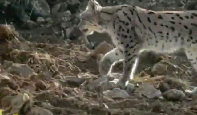 Hakkari'de nesli tehlike altındaki vaşak görüntülendi