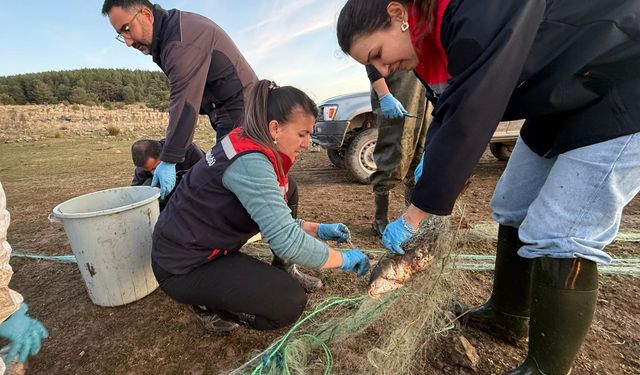 Hayalet ağa takılan 500 balık, canlı olarak kurtarıldı