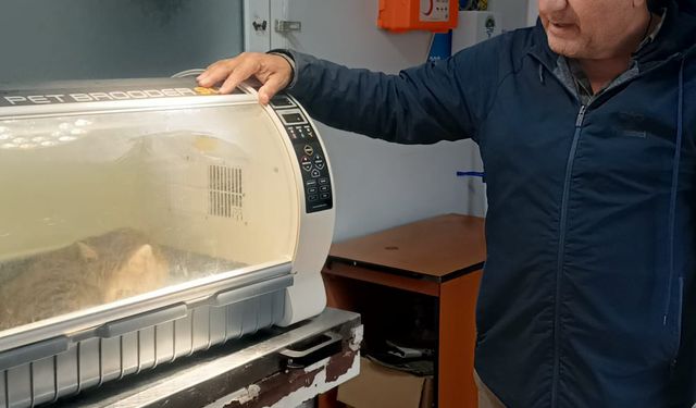 Kayıp kedi, patisinde mermiyle geri döndü