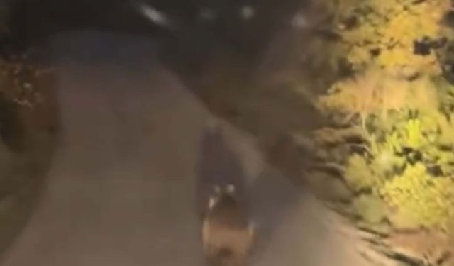 Köy yoluna inen ayı cep telefonu kamerasında