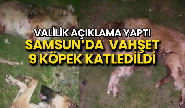 Samsun’da 9 Köpek Vahşice Katledildi: Soruşturma Başlatıldı