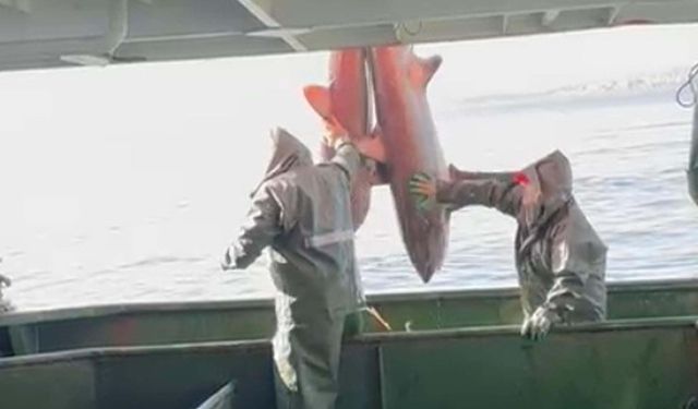 Ağlarına takılan 2 köpek balığını doğal ortamına bıraktılar