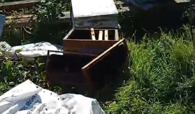 Ayı, arı kovanlarını parçaladı