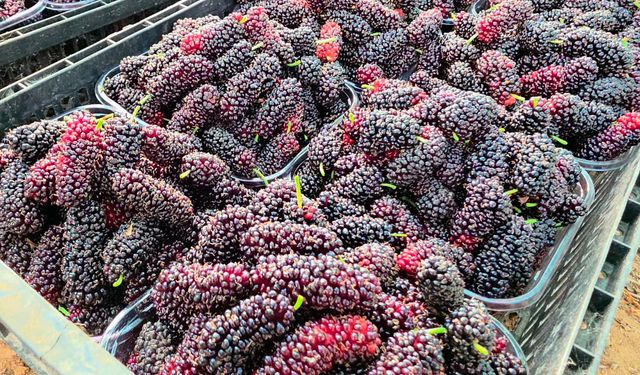 Karadut, fiyatıyla yüz güldürdü