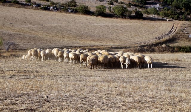 ‘Tedbir alınmazsa 10 yıl sonra çoban bulunmakta zorlanacağız'