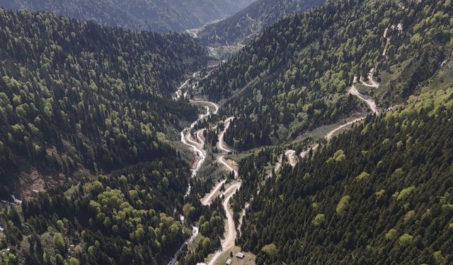 Karadeniz'de yağış değişimi alarmı; orman varlığı gençleştiriliyor