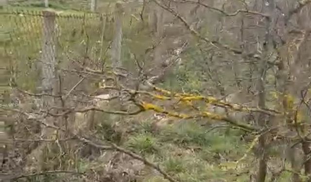 Kangal köpeği tüfekle vurularak öldürüldü: 1 gözaltı