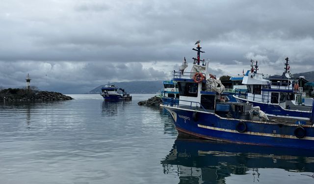 'Karadeniz'de yoğun av baskısı sonucu hamsi Gürcistan'a göç etti'